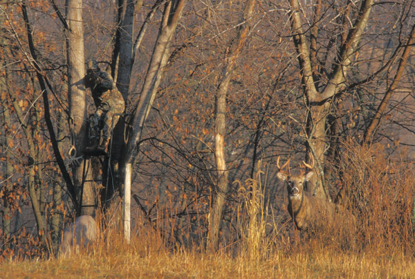 buck hunting