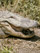Gator
