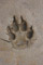 Coyote