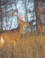 glassing for mule deer
