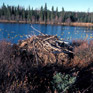 Coyote Traps
