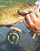 Smallmouth bass with fly