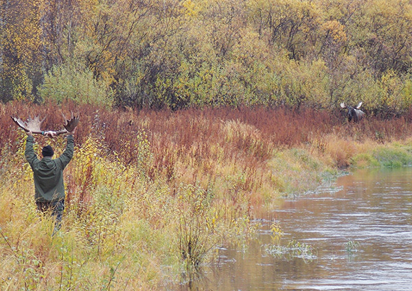 Calling an alaskan moose within 30 yards