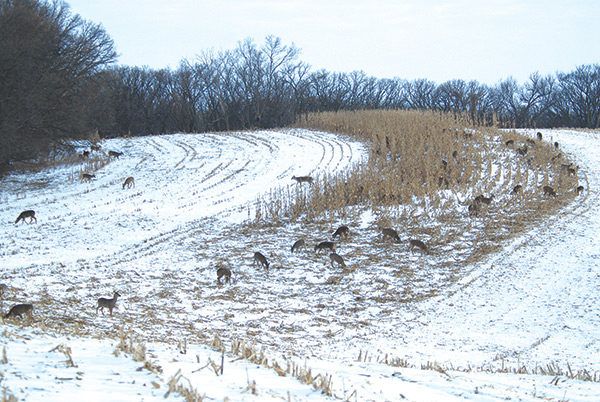 herd of whitetail deer in snow covered farmland