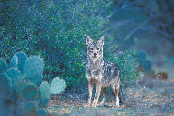 coyote in desert brush