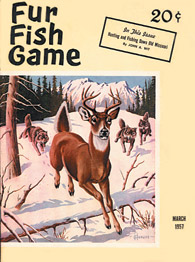 March 1957 wolves chasing deer