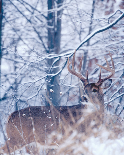 Whitetail deer