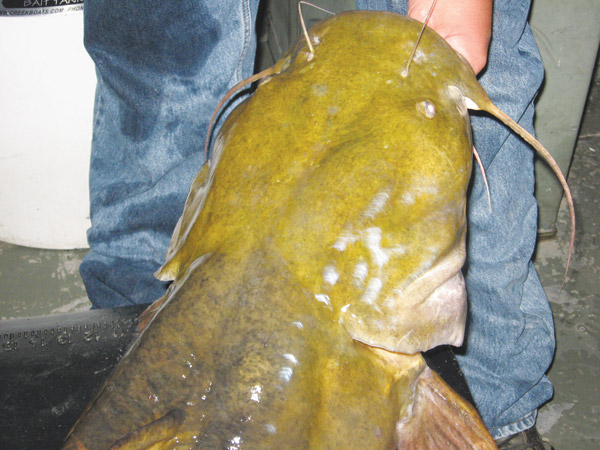 Huge Flathead Catfish
