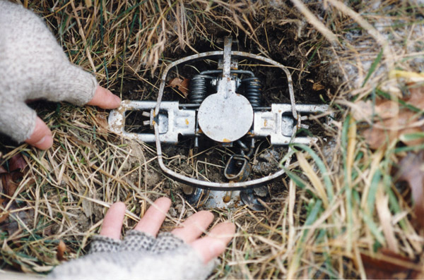 Trapper Sets traps in a field and then stops checking them – Fox