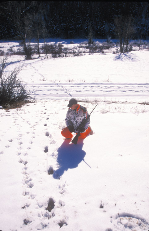 Mountain Lion tracks in the snow