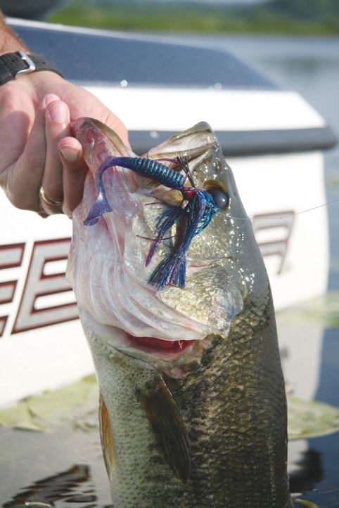 largemouth bass