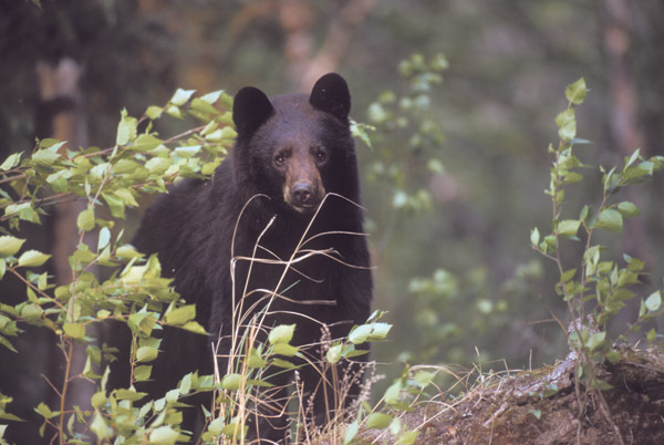 black bear