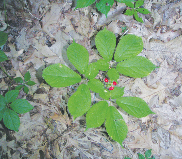 Woods Grown Ginseng Plant