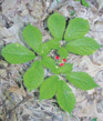 Ginseng Article