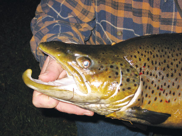 big brown trout