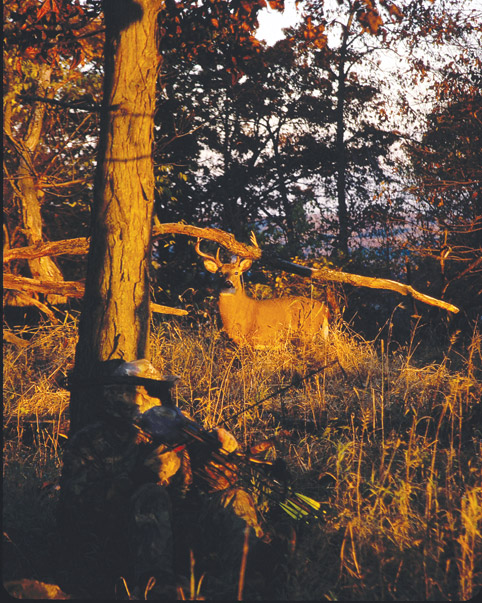 bow hunting whitetail deer