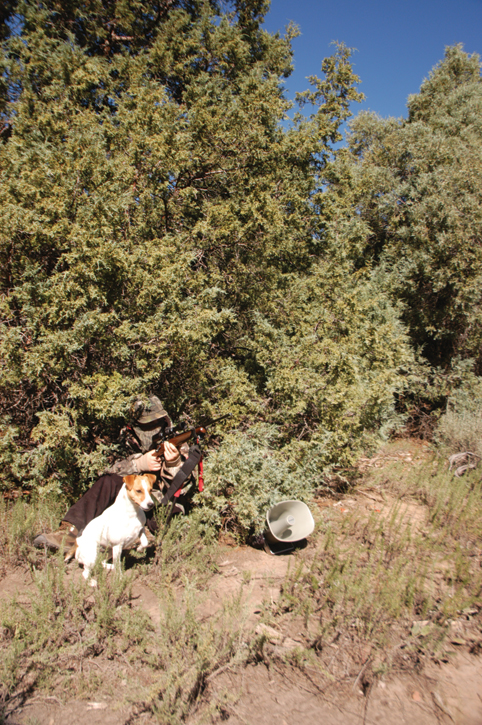 Coyote hunting to save deer