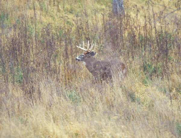 Whitetail deer