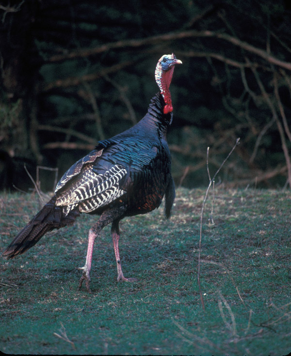 Hunting turkey