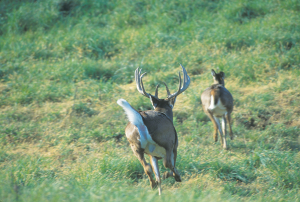 Whitetail deer