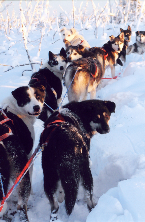 alaskan mushing dog sled team