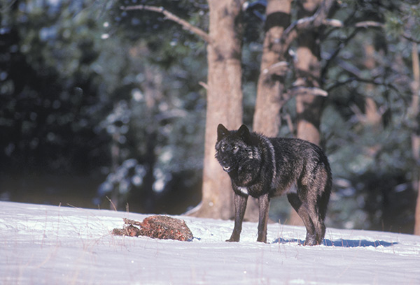 deer eaten by coyote