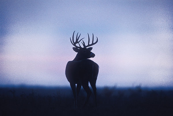 Whitetail deer