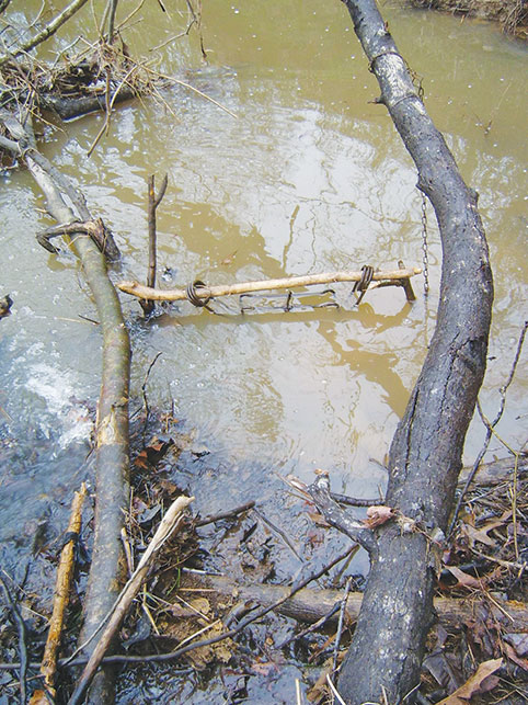 beaver