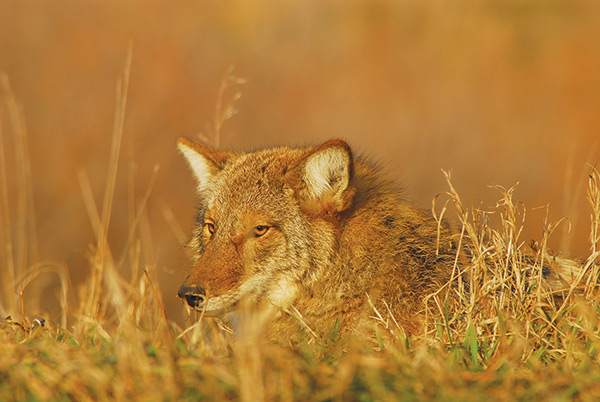 coyote in winter