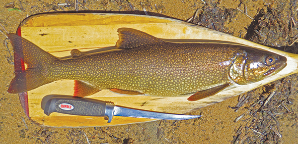 lake trout