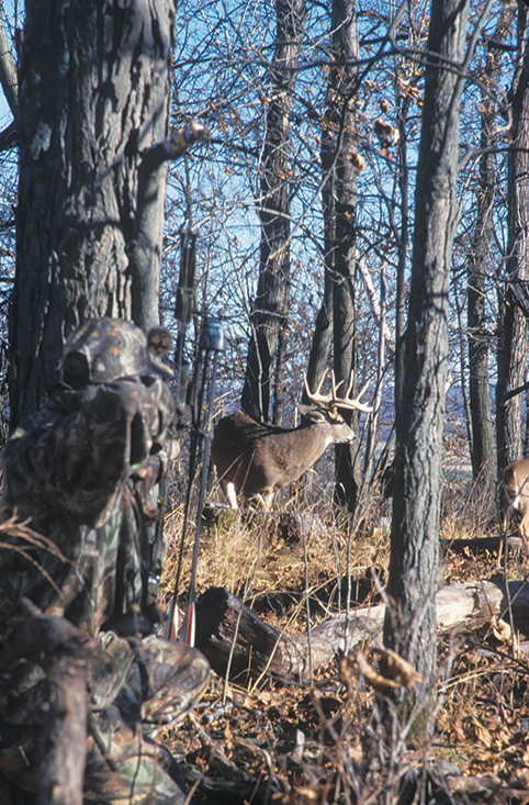 Whitetail deer being hunted