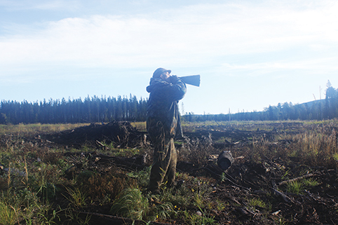 Calling an elk