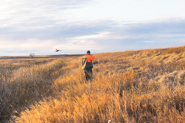 hunting pheasant in golden field