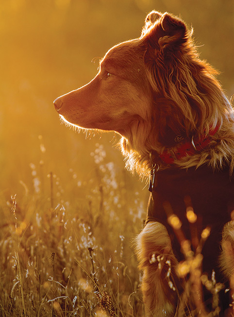 hunting dog backlit with glowing sunshine