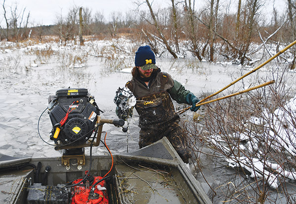 cold muskrat trapping