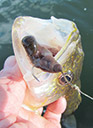 Fish and tackle