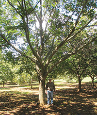 Chestnut Hill Outdors Food Plot Trees