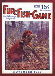 November 1937 Irish Setter with pheasant