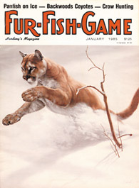 January 1985 leaping cougar